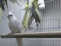 Albino Sultan Yavru