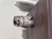 Erkek scottish fold yavrum