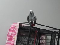Konusan jako Yavru