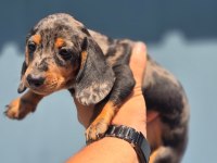 Yurtdışından dachshund yavrular