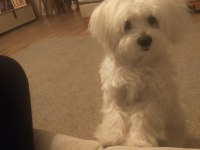 Çiftleştirme maltese köpeği