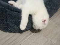 4 aylık scottish fold