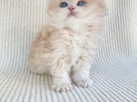 British longhair Cy12 Lesley yeni yuvasını arıyor