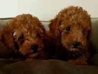 Toy Poodle 4 aylık yavru