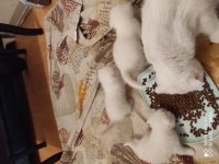 Safkan bicolor ve golden süt beyaz british longhair yavrular