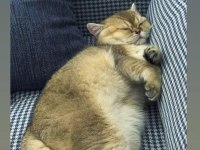 British Shorthair Kızımıza Eş Arıyoruz