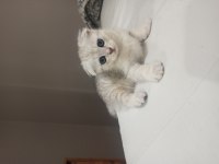 1.5 aylık scottish fold silver yavru