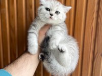 British shorthair silver point 2 aylık dişi