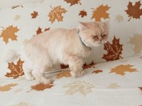 Persian chinchilla