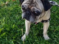 Acil Safkan Temiz Pug