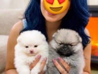 Üst Kalite Pomeranian Boo Orange Ve Beyaz Yavrularımız