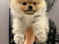 Teacup dişi teddy bear pomeranian