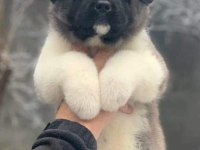 Sevimli Akita Yavrular