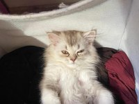 Erkek british longhair yavrumuz