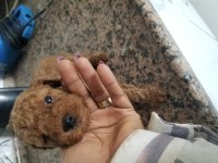 Toy poodle