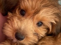 2.5 aylık maltipoo dişi yavrumuz