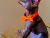 Harika 4 aylık choco dişi chihuahua elma kafa