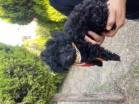 Lekesiz Black Poodle A Kalite