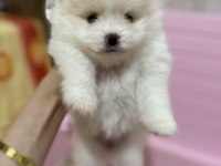 Pomeranian 1 ay sonra rezerve olacaktır 1 aylıktır