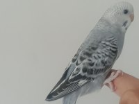 YEME DÜŞECEK MUHABBET KUŞU