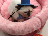 BLUE POİNT KEDİLERİMİZ YENİ SAHİBİNİ BEKLİYOR