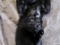 Minik British Shorthair Bebek Ailesini Arıyor