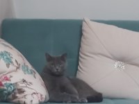 Kedimize yeni yuvasını arıyoruz (dişi)