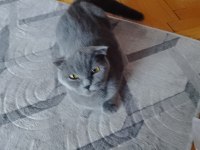 18 aylık 2 kedim sağlık nedeniyle sahiplendirilecektir