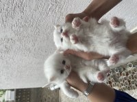 British longhair kedimiz