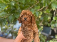 Orjinal Toy Poodle