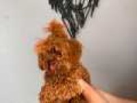 AŞILI PED EĞİTİMLİ KOYU KUSURSUZ TOY POODLE DİŞİ
