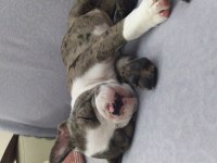 MERLE VE SİYAH FRENCH BULLDOG ÇOK UYGUN FİYATA