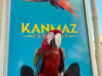 EĞİTİMLİ ARA MACAW PAPAĞANLARIMIZ GÖNDERİM MEVCUT