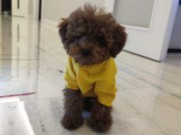 Sevgi ile bakılan toy ve teacup (bardak) boy poodle
