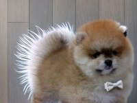 Turuncu renk ayı surat pomeranian boo 2 aylık erkek yavrum
