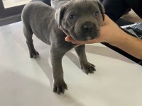A kalite cane corso Safkan Blue ve Blue Tan