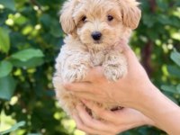 Maltipoo Safkan