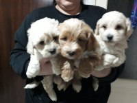 Maltipoo Bebekler