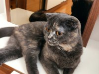 Ücretsiz sahiplendirme scottish fold