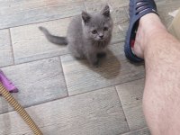 2 aylık dişi british shorthair