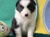 Zeka Küpü Border Collie Yavrular