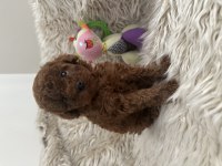Kore Toy Poodle Dark Red Brown