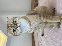 Prenses scottish fold kızımıza eş arıyoruz