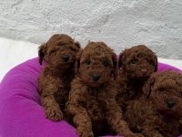 Güzellik Abidesi Poodle Bebekler