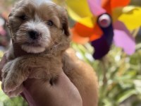 Maltipoo bebekler