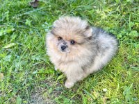 Pomeranian boo özel rengi