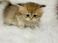 Ny11 erkek british longhair