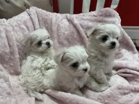 50 günlük KİF A Seçere Maltese Bebekler