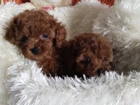 Teacup boy kore poodle yavrularımız