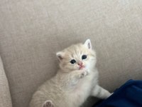 AY BRİTİSH LONGHAİR YAVRULAR REZERVEYE AÇIK